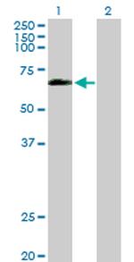 OCLN Polyclonal Antibody, MaxPab™