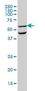 OCLN Monoclonal Antibody (1G7)
