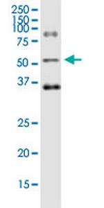 ODC1 Monoclonal Antibody (2G5)