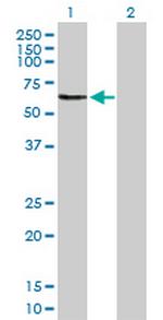 OMD Polyclonal Antibody, MaxPab™