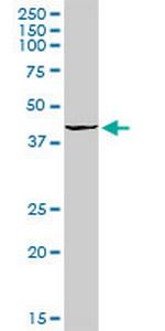 OGG1 Polyclonal Antibody, MaxPab™