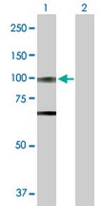 OPA1 Polyclonal Antibody, MaxPab™