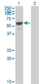 TNFRSF11B Polyclonal Antibody, MaxPab™
