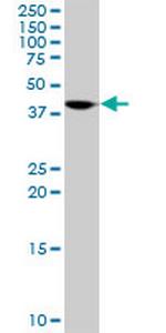 ORC4L Polyclonal Antibody, MaxPab™