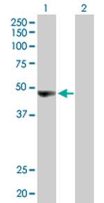 ORC4L Polyclonal Antibody, MaxPab™