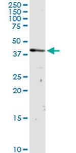 OXA1L Polyclonal Antibody, MaxPab™