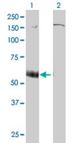 P2RX5 Monoclonal Antibody (1C5)