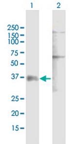P2RY1 Polyclonal Antibody, MaxPab™
