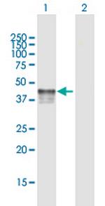 P2RY2 Polyclonal Antibody, MaxPab™