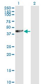 PA2G4 Monoclonal Antibody (2A5)