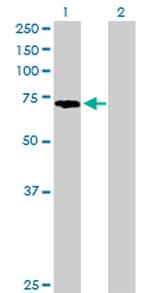 PABPC3 Antibody in Western Blot (WB)