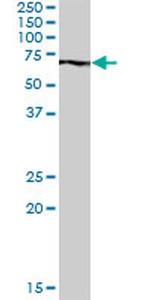 PABPC3 Antibody in Western Blot (WB)