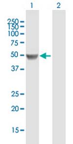PAH Polyclonal Antibody, MaxPab™