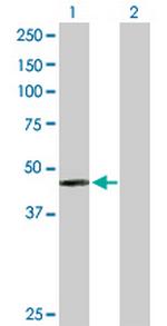 PAH Polyclonal Antibody, MaxPab™