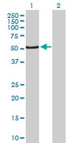 PAX3 Polyclonal Antibody, MaxPab™