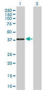 PAX4 Polyclonal Antibody, MaxPab™