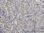 PAX7 Monoclonal Antibody (1E12)