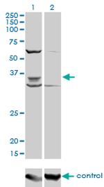PAX9 Monoclonal Antibody (4B9)