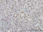 PBX1 Antibody in Immunohistochemistry (Paraffin) (IHC (P))