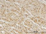 PBX3 Monoclonal Antibody (1A11)