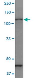 PCDHGC3 Monoclonal Antibody (1C4)