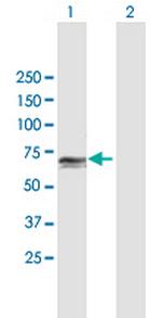 PCK1 Polyclonal Antibody, MaxPab™