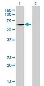 PCK1 Antibody in Western Blot (WB)