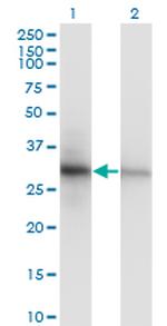 PCNA Monoclonal Antibody (S1)