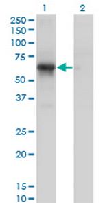 PCTK1 Monoclonal Antibody (4D2)