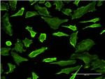 PCTK1 Monoclonal Antibody (2E5)