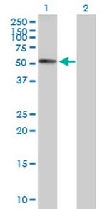 PCTK3 Polyclonal Antibody, MaxPab™