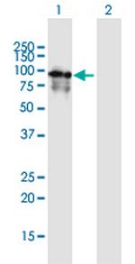 PDE4A Polyclonal Antibody, MaxPab™