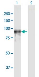 PDE4A Polyclonal Antibody, MaxPab™