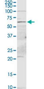 PDE9A Polyclonal Antibody, MaxPab™
