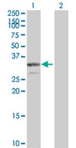 PDGFB Polyclonal Antibody, MaxPab™