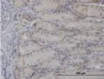 PDHA1 Polyclonal Antibody, MaxPab™