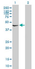 PDK2 Polyclonal Antibody, MaxPab™