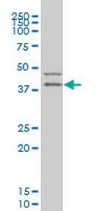 PDK2 Monoclonal Antibody (2G1)