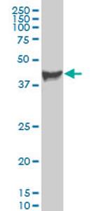 PDK3 Monoclonal Antibody (3A1)
