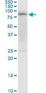 PDPK1 Polyclonal Antibody, MaxPab™
