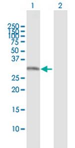 PDYN Polyclonal Antibody, MaxPab™