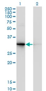 PDYN Monoclonal Antibody (2E12)