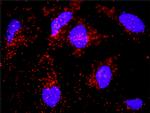 PECAM1 Antibody in Proximity Ligation Assay (PLA) (PLA)