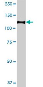 PECAM1 Antibody in Western Blot (WB)
