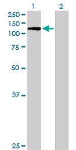 PECAM1 Antibody in Western Blot (WB)