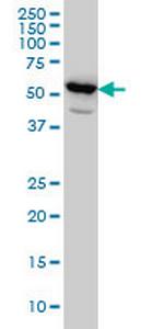 PET112L Monoclonal Antibody (6B2)