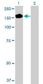 PEX1 Polyclonal Antibody, MaxPab™