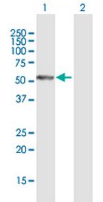 PFTK1 Polyclonal Antibody, MaxPab™