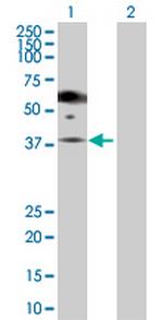 PGA5 Polyclonal Antibody, MaxPab™