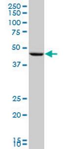 PGA5 Antibody in Western Blot (WB)